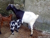 Beautiful-goats-b
